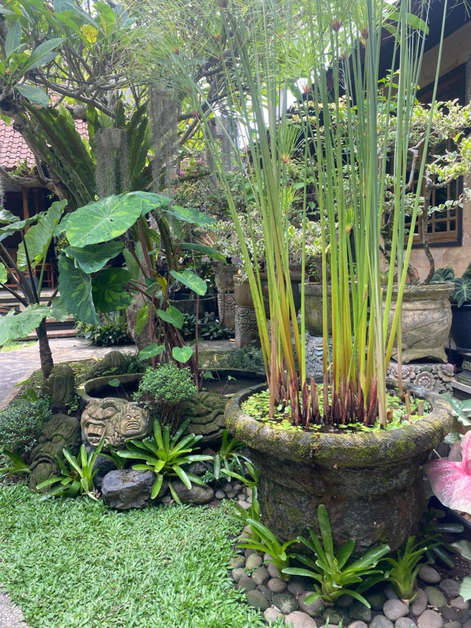 Gus Arditya Homestay Ubud Kültér fotó