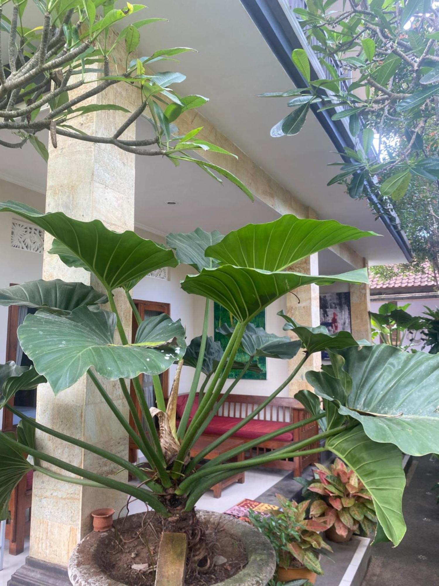 Gus Arditya Homestay Ubud Kültér fotó