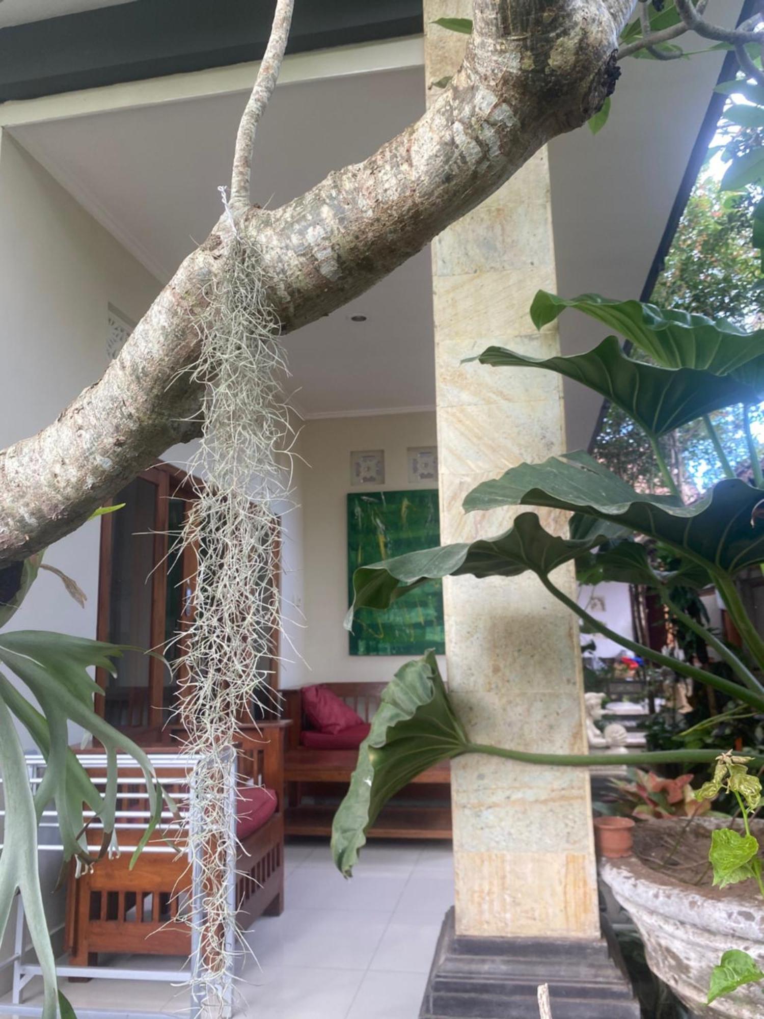 Gus Arditya Homestay Ubud Kültér fotó