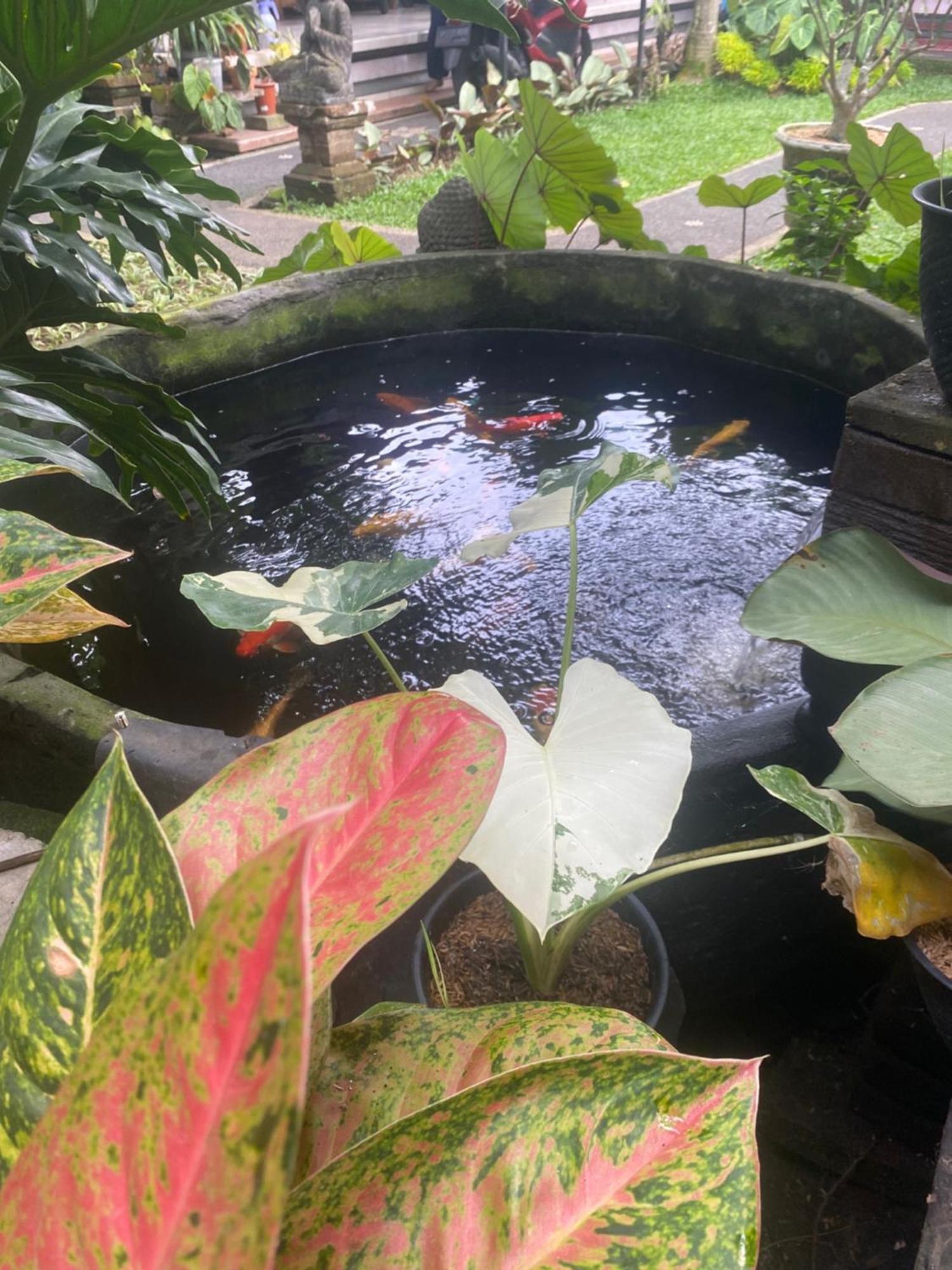 Gus Arditya Homestay Ubud Kültér fotó