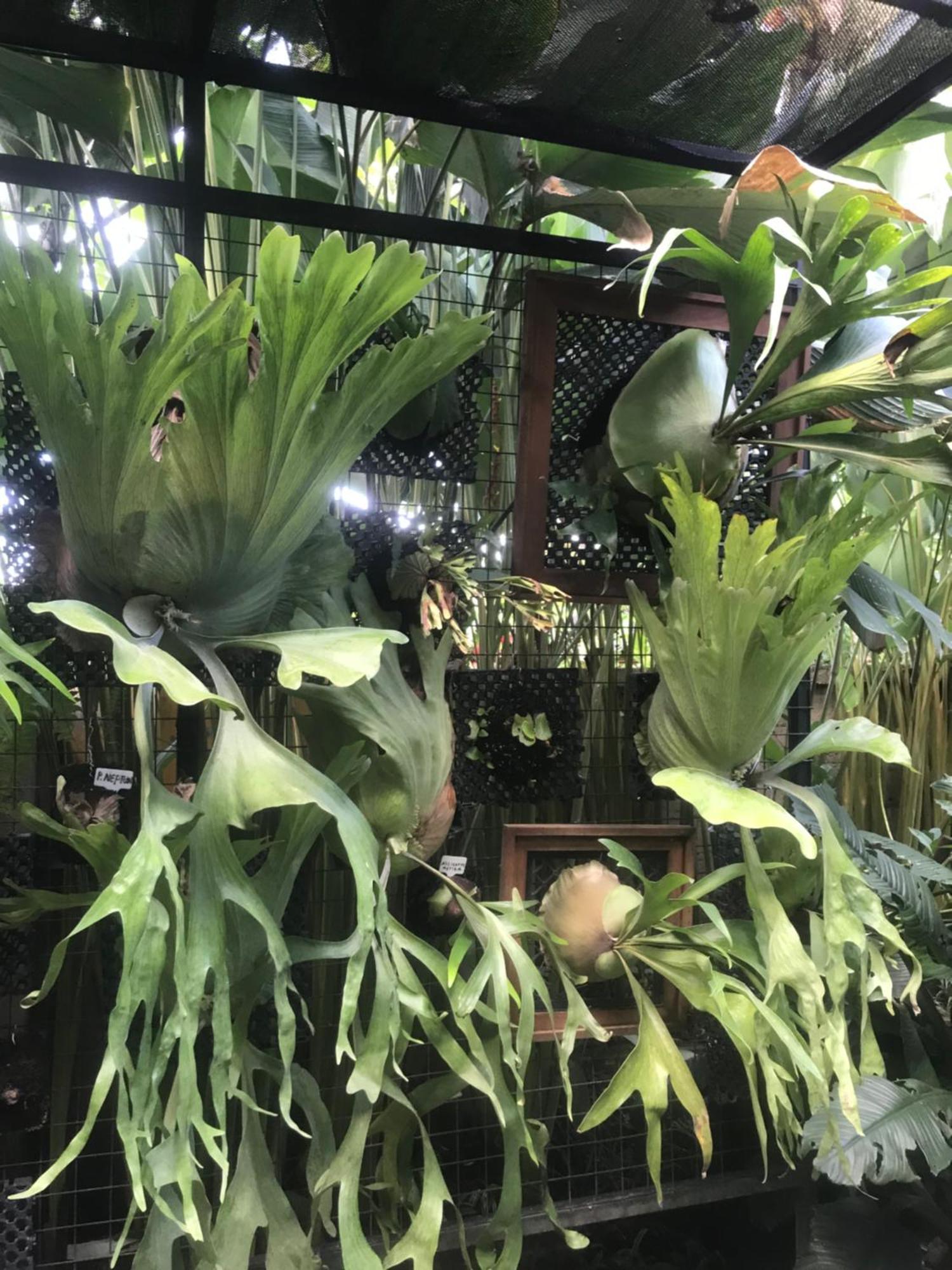 Gus Arditya Homestay Ubud Kültér fotó