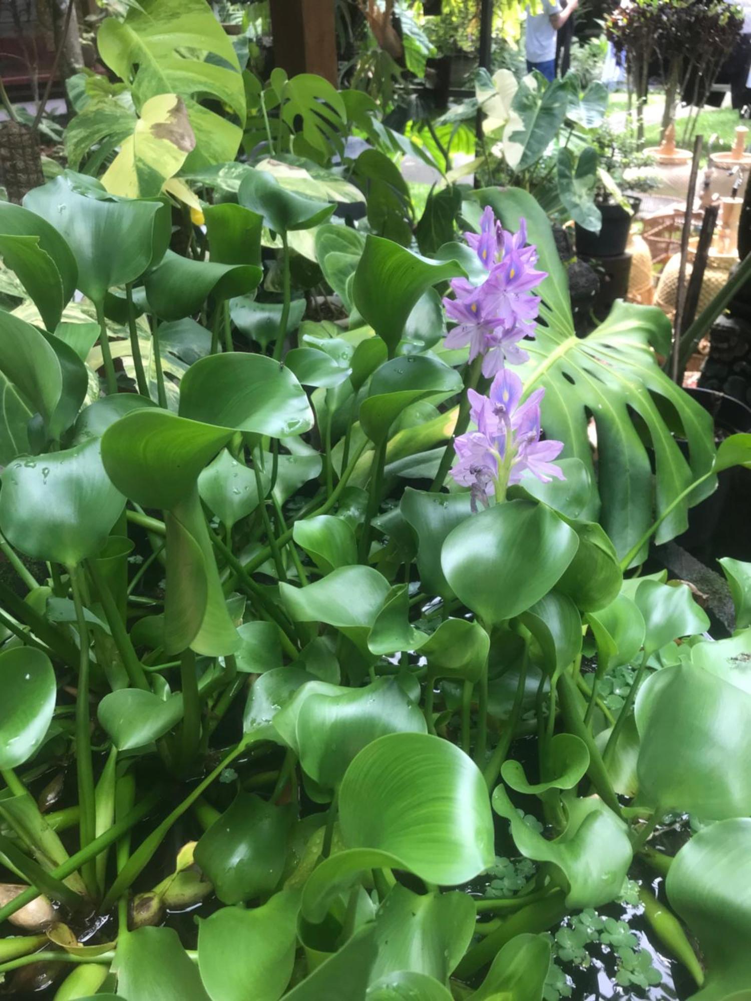 Gus Arditya Homestay Ubud Kültér fotó