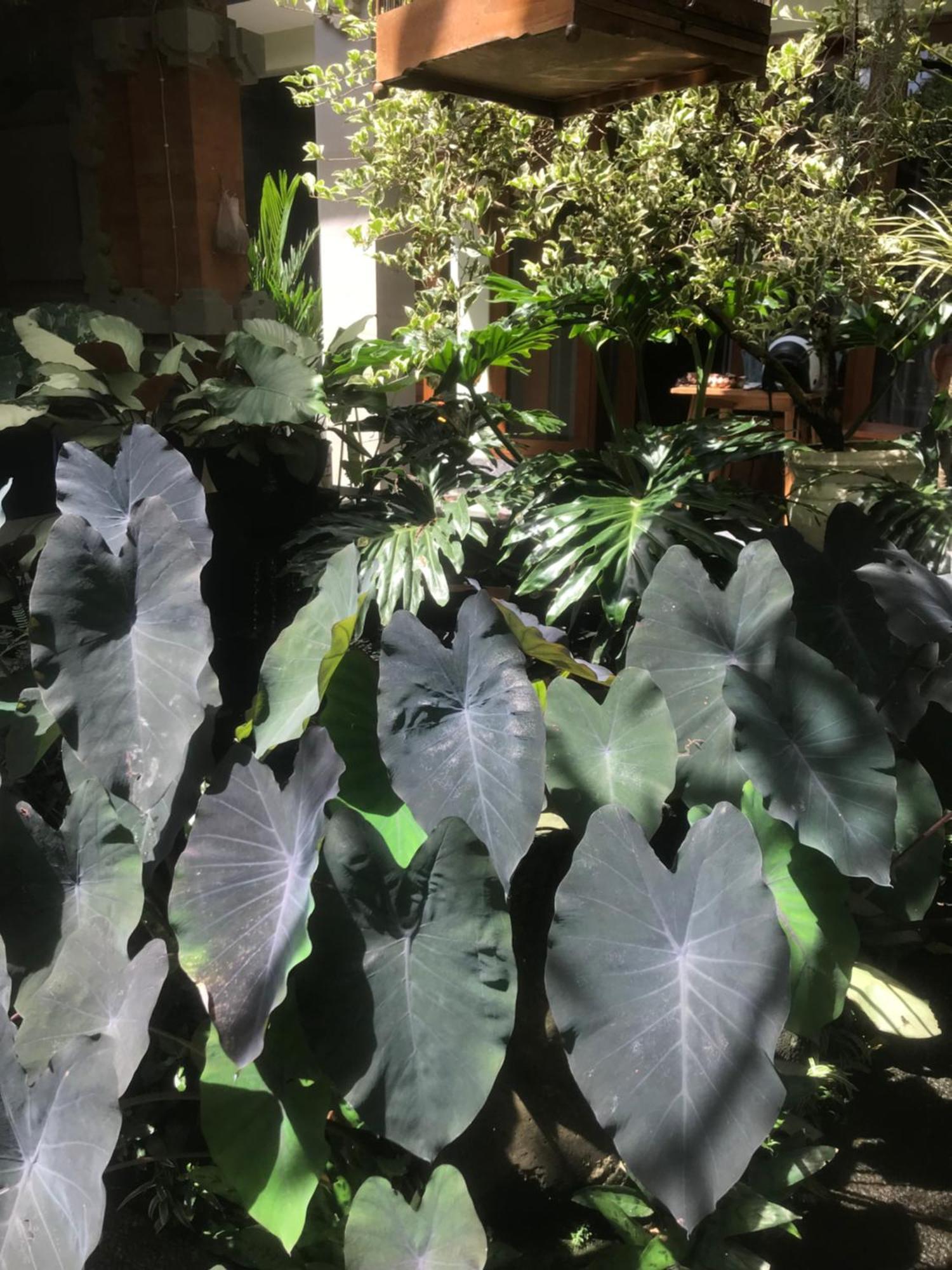 Gus Arditya Homestay Ubud Kültér fotó